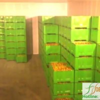 kho lạnh bảo quản trái cây