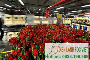Lắp đặt kho lạnh bảo quản hoa tại công ty Anh Minh