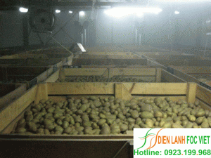 Kho lạnh bảo quản khoai tây giống|Kỹ thuật bảo quản khoai tây giống sạch bệnh