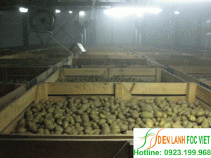 Kho lạnh bảo quản khoai tây giống|Kỹ thuật bảo quản khoai tây giống sạch bệnh Kho lạnh bảo quản khoai tây giống|Kỹ thuật bảo quản khoai tây giống sạch bệnh