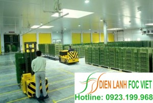 Kho lạnh bảo quản lạc – Thu hoạch và bảo quản lạc giống