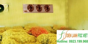 Bảo quản khoai tây giống bằng kho lạnh nông sản Bảo quản khoai tây giống bằng kho lạnh nông sản