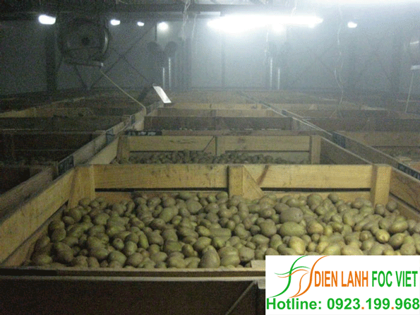 kho lạnh bảo quản khoai