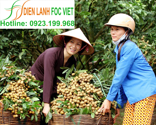 kho lạnh bảo quản nhãn