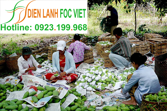 kho lạnh bảo quản xoài