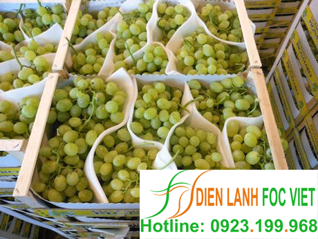 bảo quản nho tươi bằng kho lạnh