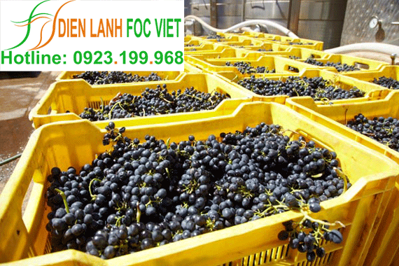bảo quản nho tươi