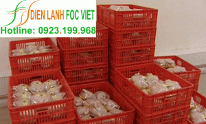 Dich vụ lap dat kho lanh bao quan thuc pham