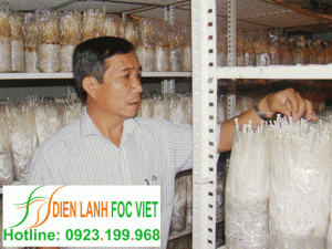 Kho lạnh bảo quản nấm