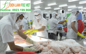 Lắp đặt kho lạnh bảo quản cá